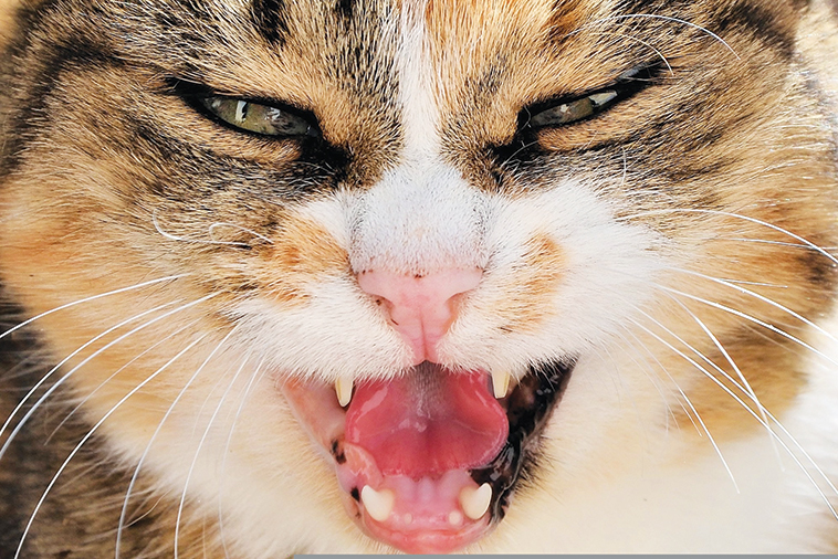 fic cistite idiopatica felina gatto in sovrappeso primo piano del viso 