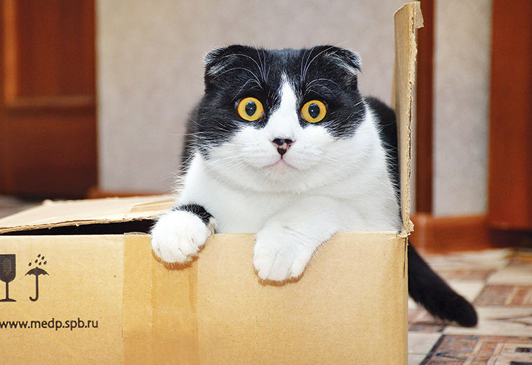 fic cistite idiopatica felina gatto iche gioca in una scatola di cartone
