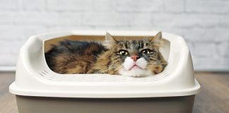 cistite-felina-idiopatica