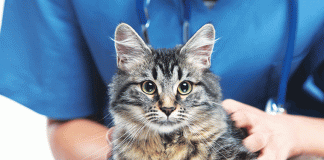 Il disturbo compulsivo del gatto