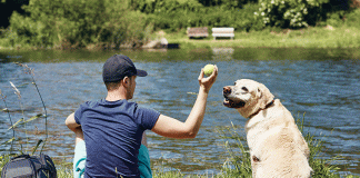 giochi educazione del cane