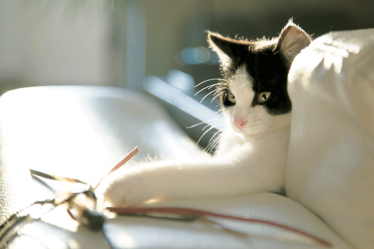 Il disturbo compulsivo del gatto gatto che gioca con il filo