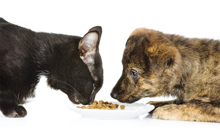 Cane e gatto davanti alle crocchette che mangiano nello stesso piatto