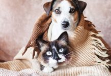 Accessori indispensabili per il cane e gatto