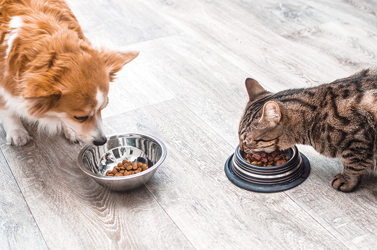 Accessori indispensabili cane e gatto che mangiano ognuno nella sua ciotola