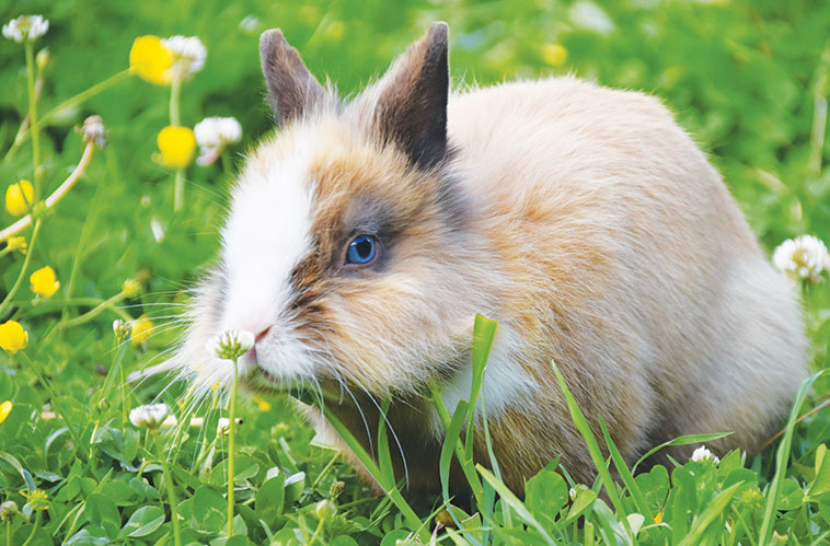 Per il benessere e igiene del coniglio nell'immagine in un prato nel suo ambiente naturale