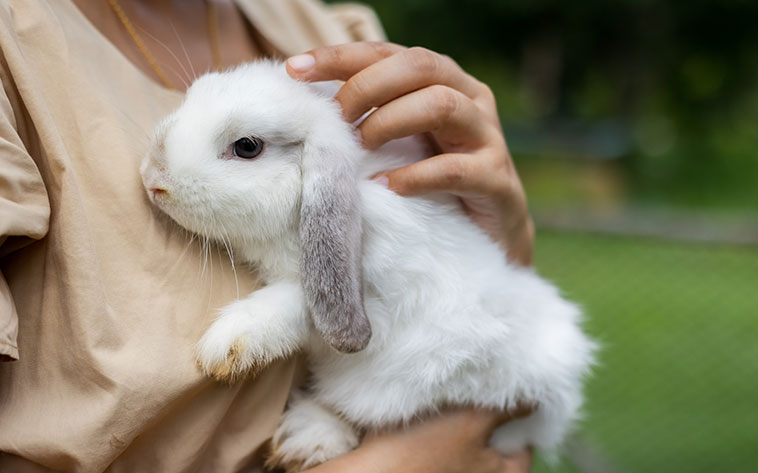 Coniglio in braccio della proprietaria per le coccole
