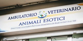 animali esoyici ambulatorio veterinario