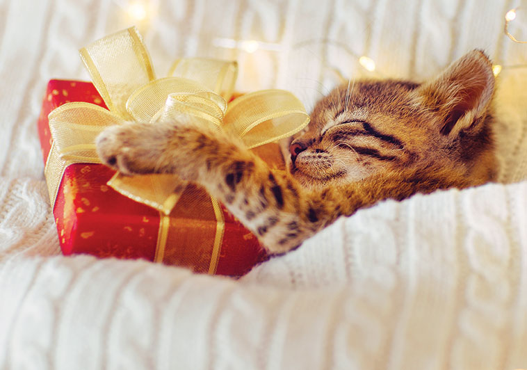 Gattino con il regalo