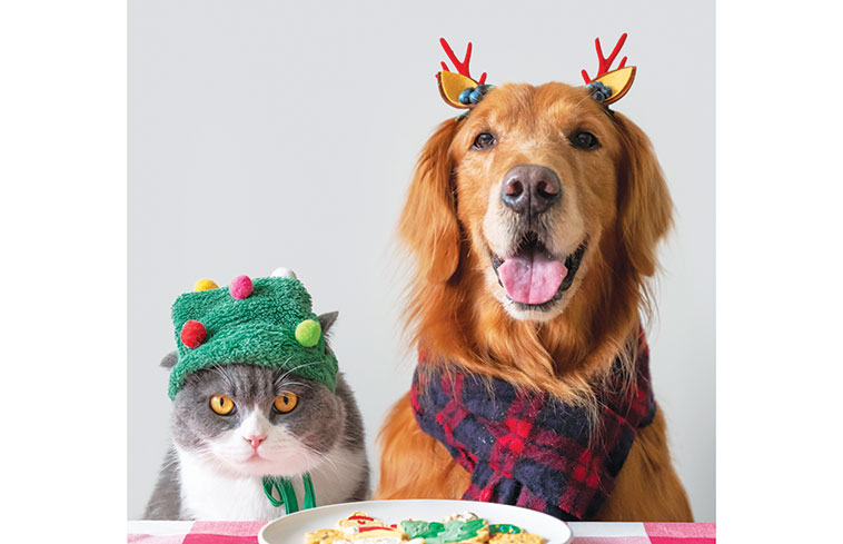 Cane e gatto davanti al piatto aspettando il natale