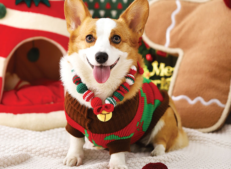 Aspettando il Natale cane con maglioncino natalizio