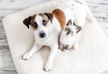 Prodotti Virbac cani e gatti sterilizzati