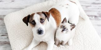 Prodotti Virbac cani e gatti sterilizzati