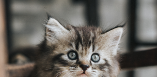Come crescere un gattino
