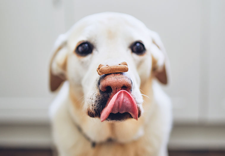 come premiare il cane nella foto con un biscotto sul naso