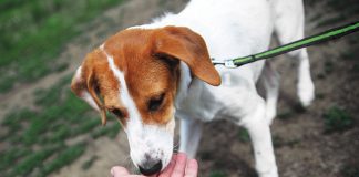 giusto-approccio-con-il-cane