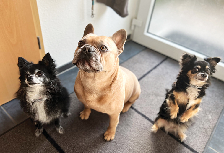 Tre cani di specie diverse 