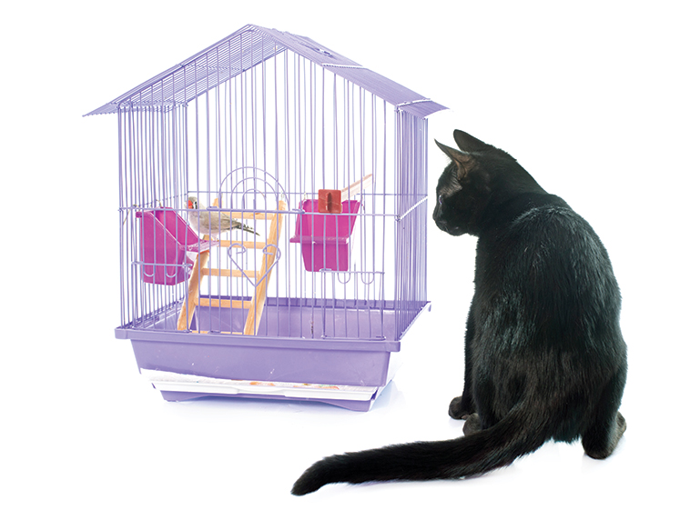 Casa, come gestire più animali di specie diverse un gatto e un canarino in gabbia