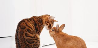 Casa-come-gestire-più-animali-di-specie-diverse