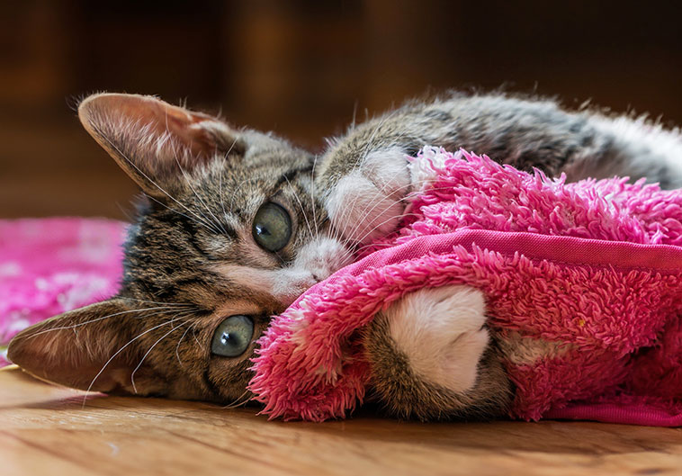 Gattino con una coperta giocare per farlo crescere bene