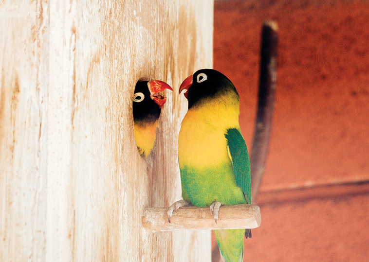 Due pappagalli inseparabili mentre nidificano