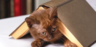 non-vanno-puniti-i-gatti