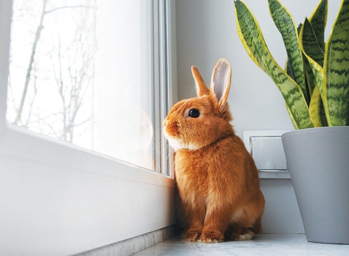 benessere-del-coniglio-ambiente