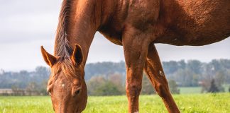 il-peso-del-tuo-cavallo
