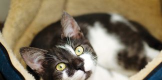 come-farsi-amare-dal-gatto