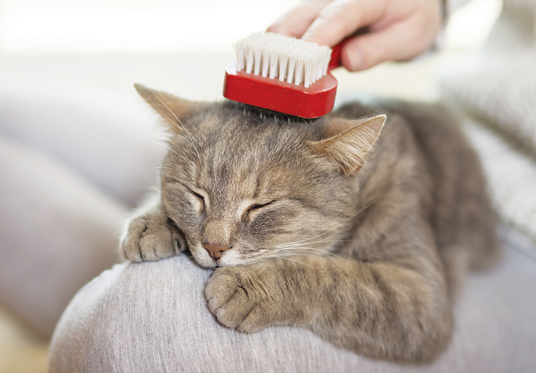 Come farsi amare dal proprio gatto è curarlo e spazzolarlo