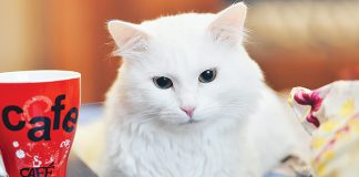 cane-e-gatto-cattive-abitudini-da-evitare