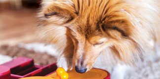 Attivazione-mentale-cane