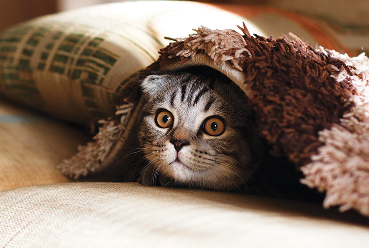 oggetti utili per l'animale un gatto sotto la coperta