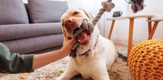 animali-da-compagnia-oggetti-utili