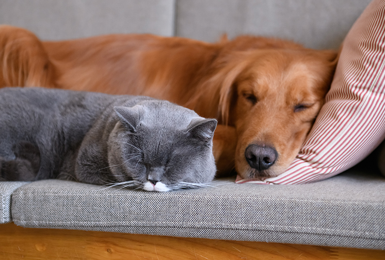 Prevenire meglio che curare nella foto un cane e gatto che riposano assieme