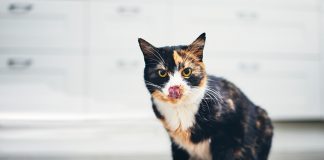 Dieta cane e gatto