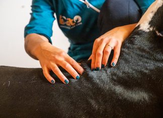 massaggi-per-energia-del-cane