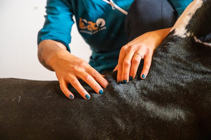 massaggi-per-energia-del-cane