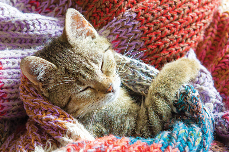 Gatto avvolto in coperte di lana 