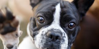 comunicazione-olfattiva-cane