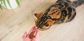 Regimi-alimentari-cane-gatto