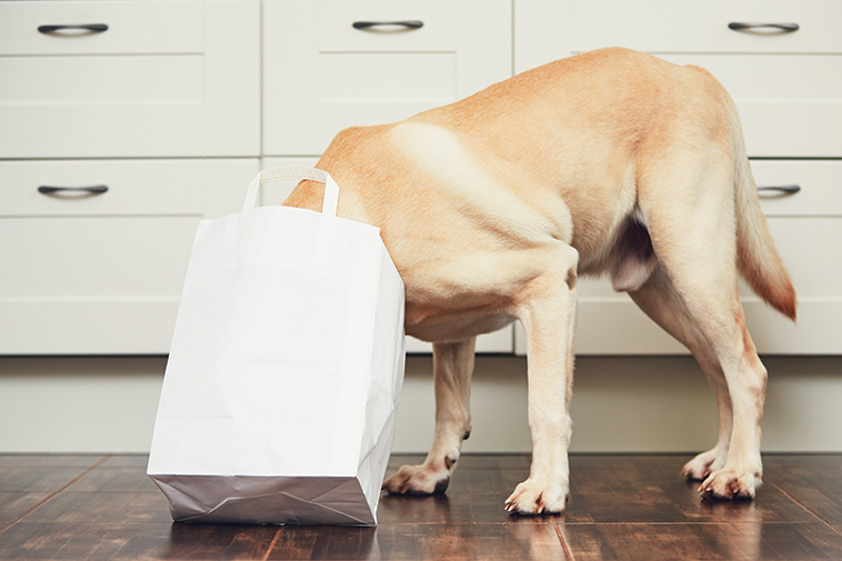 Un cane che annusa dentro un sacchetto di carta utile per esercitarsi allo scent work