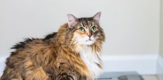 Prodotto gatto e cane sovrappeso