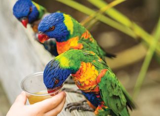 tisane-tè-per-pappagalli