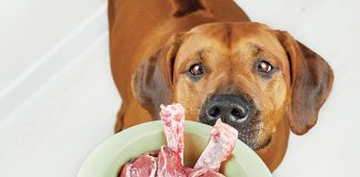 Cani-e-gatti-dieta-barf