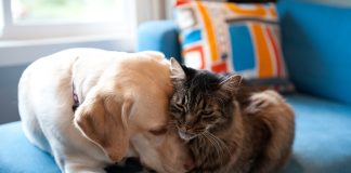 Cane-gatto-sotto-lo-stesso-tetto