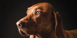 Scegliere-cane-adatto-a-te