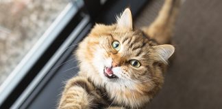 Gatto che richiede il cibo
