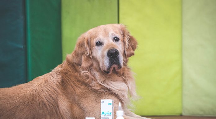 Le orecchie di cane e gatto