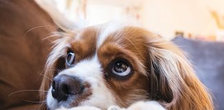 Comunicare-con-il-cane